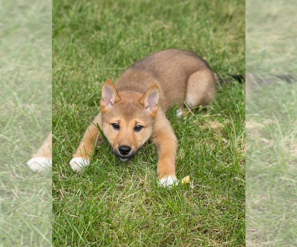 Medium Photo #5 Shiba Inu Puppy For Sale in MILWAUKEE, WI, USA