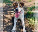 Small #1 Boxer Mix