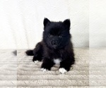 Small #4 Pomsky