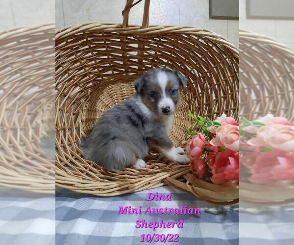 Medium Photo #1 Miniature Australian Shepherd Puppy For Sale in SHIPSHEWANA, IN, USA