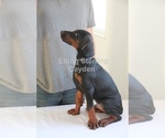 Small Photo #10 Doberman Pinscher Puppy For Sale in FREDERICKTOWN, MO, USA