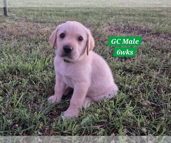 Medium Photo #15 Labrador Retriever Puppy For Sale in EDGEWOOD, TX, USA