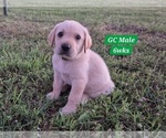 Small #14 Labrador Retriever