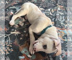 Small Photo #5 Mutt Puppy For Sale in Princeton, MN, USA