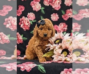 Goldendoodle (Miniature) Puppy for sale in QUARRYVILLE, PA, USA