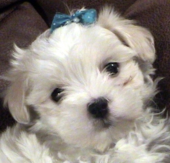 Maltipoo Puppy for sale in CHESAPEAKE, VA, USA