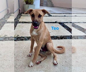 Mutt Dogs for adoption in Jefferson, NJ, USA