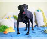 Small #1 Labrador Retriever Mix
