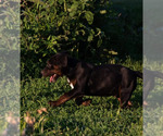 Small #3 Australian Cattle Dog-Catahoula Leopard Dog Mix