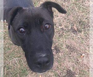 Daffy - Female Labrador Retriever Dog for Adoption - Photo #5