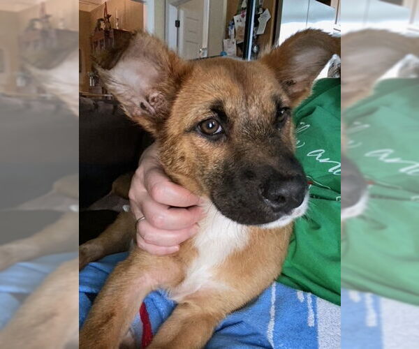Medium Photo #1 Mutt Puppy For Sale in Plainfield, IL, USA