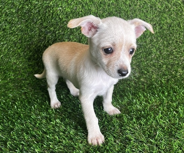 Medium Photo #2 Jack Chi Puppy For Sale in SAINT AUGUSTINE, FL, USA