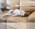 Small #12 Labrador Retriever Mix