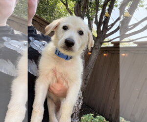 German Shepherd Dog-Great Pyrenees Mix Dogs for adoption in Dallas, TX, USA