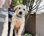 Small German Shepherd Dog-Great Pyrenees Mix