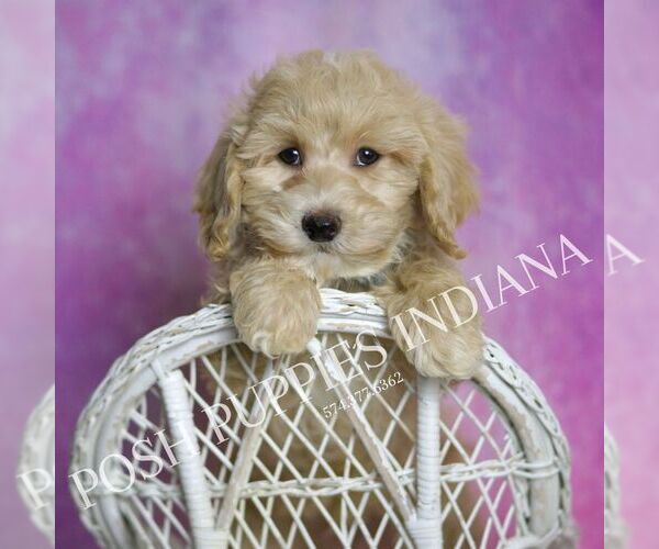 Medium Photo #6 Maltipoo Puppy For Sale in WARSAW, IN, USA