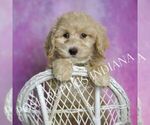 Small #5 Maltipoo