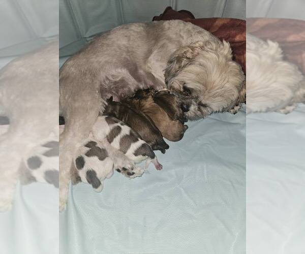Medium Photo #7 Shih Tzu Puppy For Sale in CANFIELD, OH, USA