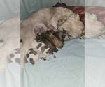 Small #6 Shih Tzu