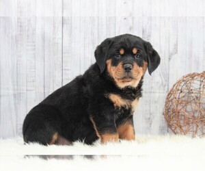 Rottweiler Puppy for sale in APPLE CREEK, OH, USA