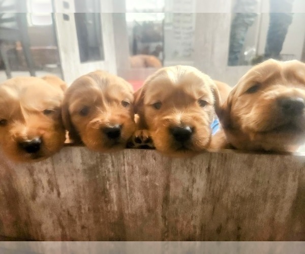 Medium Photo #5 Golden Retriever Puppy For Sale in ELMER, NJ, USA