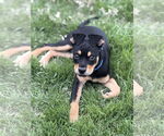 Small #6 American Staffordshire Terrier-Chihuahua Mix