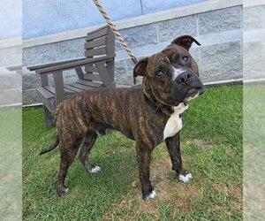 Boxer-Unknown Mix Dogs for adoption in Long Beach, CA, USA
