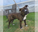 Small Boxer Mix