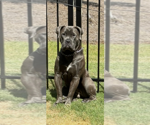 Mother of the Boerboel puppies born on 06/29/2026