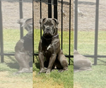 Small Photo #1 Boerboel Puppy For Sale in LOGANVILLE, GA, USA