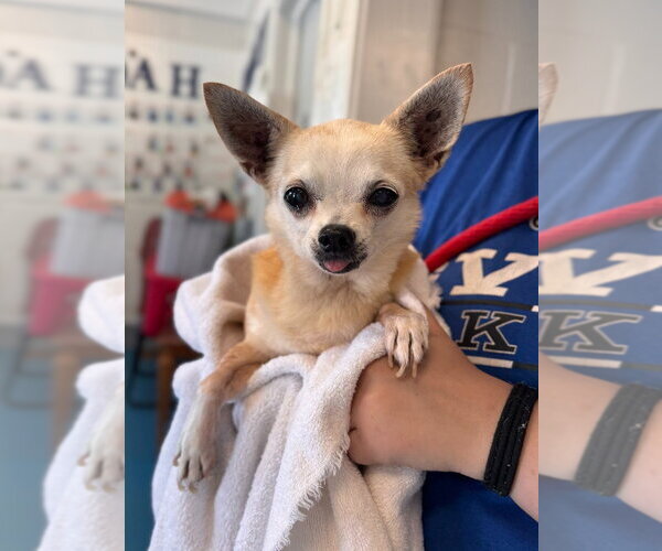 Medium Photo #1 Chihuahua Puppy For Sale in Muskegon, MI, USA