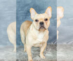Small Photo #13 French Bulldog Puppy For Sale in WARSAW, IN, USA