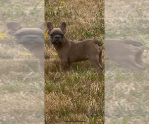 French Bulldog Puppy for Sale in BORING, Oregon USA