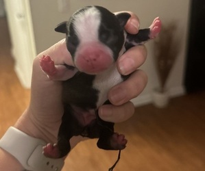 Medium Boston Terrier