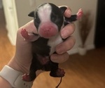 Puppy Puppy 3 Boston Terrier