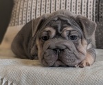 Small Photo #49 French Bulldog Puppy For Sale in GOSHEN, IN, USA