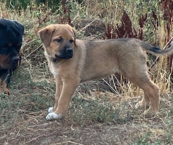 Medium Photo #1 Great Pyrenees-Rottweiler Mix Puppy For Sale in DEARY, ID, USA