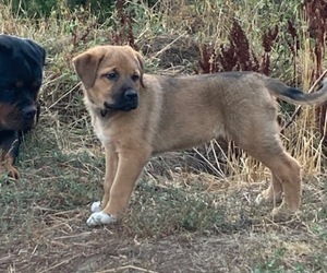 Great Pyrenees-Rottweiler Mix Puppy for Sale in DEARY, Idaho USA