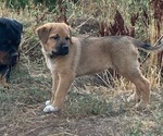 Small Great Pyrenees-Rottweiler Mix
