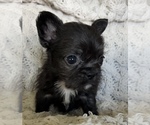 Small #1 French Bulldog