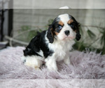 Small #2 Cavalier King Charles Spaniel