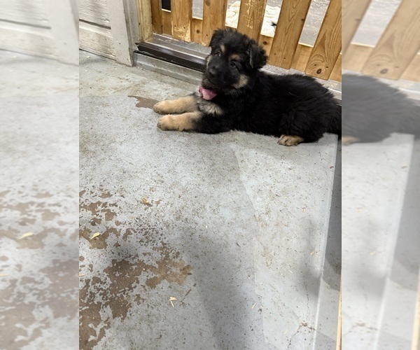 Medium Photo #5 German Shepherd Dog Puppy For Sale in BRIGHTON, CO, USA