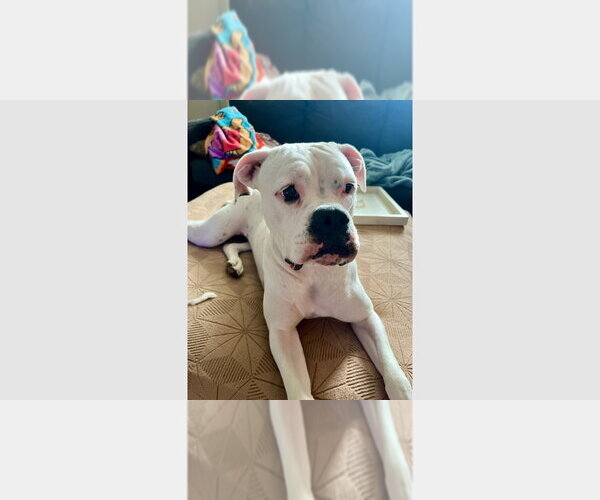 Medium Photo #1 Boxer Puppy For Sale in Austin, TX, USA