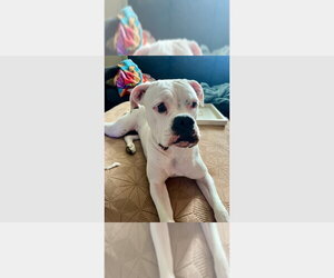 Boxer Dogs for adoption in Austin, TX, USA