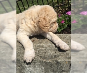Labradoodle-Unknown Mix Puppy for sale in SCOTT DEPOT, WV, USA