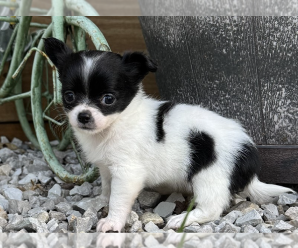 Medium Photo #2 Chihuahua Puppy For Sale in NAPLES, FL, USA