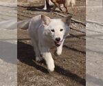 Small #4 Mutt