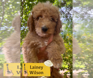 Bernedoodle-Poodle (Miniature) Mix Puppy for sale in GOLDEN, CO, USA