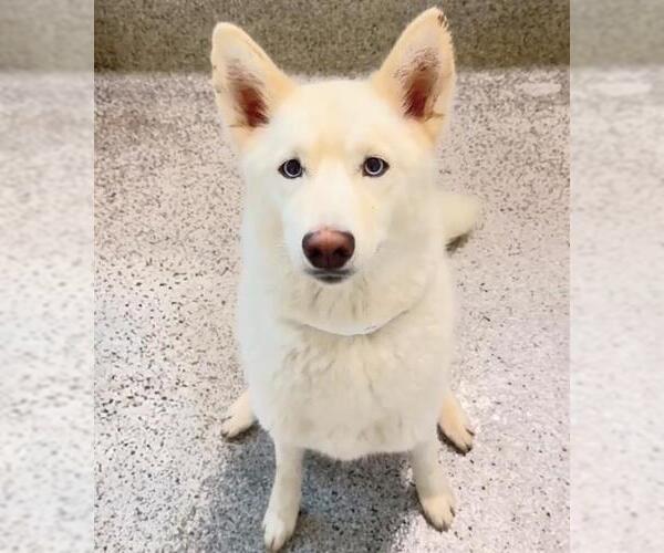 Medium Photo #2 Siberian Husky Puppy For Sale in Houston, TX, USA