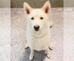 Small #1 Siberian Husky
